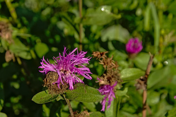 Pink brown knapweed flowers in the Romanian countryside, selective focus with green bokeh background - Centaurea jacea