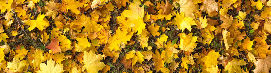 Naklejka na ściany i meble Yellow maple tree leaf on ground, autumn background