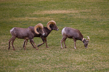 Rams herd in the wild