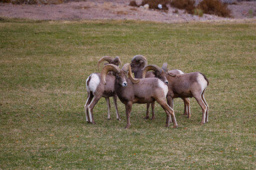 Rams herd in the wild