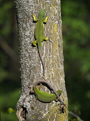 European Green Lizard Couple