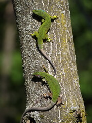 European Green Lizard Couple