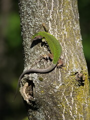 European Green Lizard Female