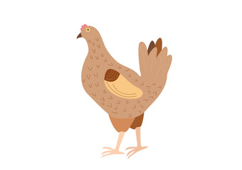 Vector Farm chicken in flat style isolated on white background