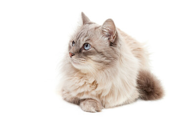 Fluffy siberian cat with blue eyes looking to the side lies on white