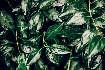 The texture of a green wet leaf. Sheet texture background.
