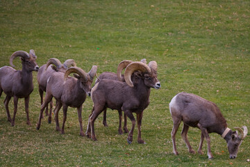 Fototapeta premium Rams herd in the wild