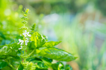 バジルの花