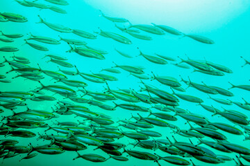 Fish in the indian ocean by the sri lanka coast
