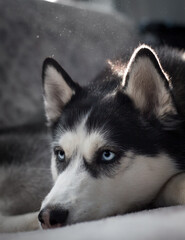 siberian husky dog