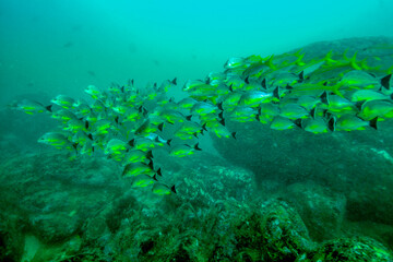 Fish in the indian ocean by the sri lanka coast