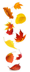 Colorful autumn tree leaves falling, isolated on white background, vertical