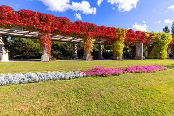 Pergola in Wroclaw on an autumn sunny day, colorful leaves of virginia creeper on a background of blue sky, Wroclaw, Poland