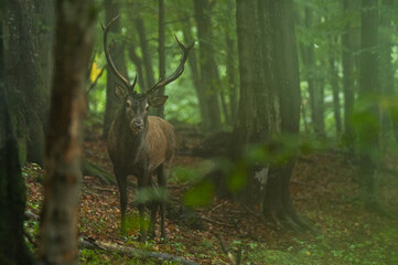 Fototapeta premium The Red Deer (Cervus elaphus) stag during the rutting season. The Bieszczady Mts, carpathians, Poland.