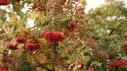 red berries on a tree