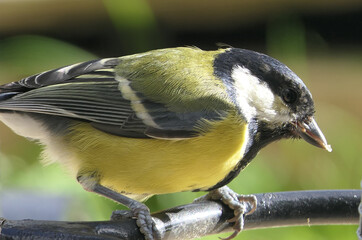 Great Tit sitting on a fence UK