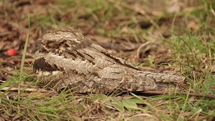 Nightjar bird
