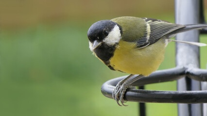 Great Tit sitting on a fence UK