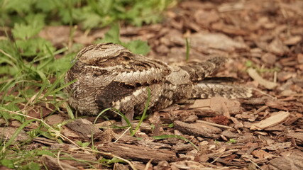 Nightjar bird