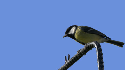Great Tit sitting on a fence UK