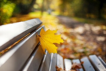 Autumn natural background with yellow maple leaves in the park. Banner colorful leaves in fall season