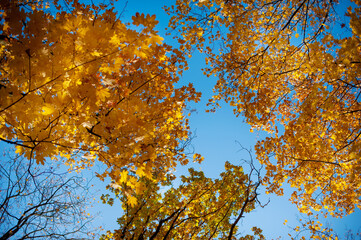 Autumn natural background with trees with yellow leaves on a blue sky background. Banner colorful leaves in fall season