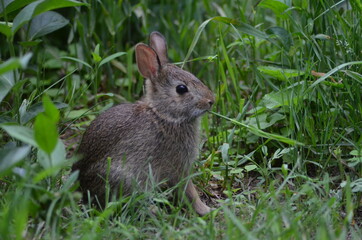 rabbit in the grass