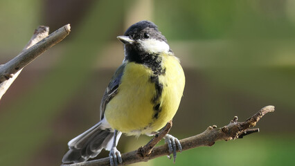Great Tit sitting on a branch in a wood in the UK