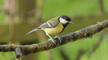 Great Tit sitting on a branch in a wood in the UK