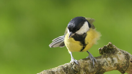 Great Tit sitting on a branch in a wood in the UK