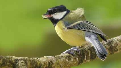 Great Tit sitting on a branch in a wood in the UK
