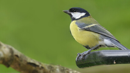 Fototapeta premium Great Tit sitting on a branch in a wood in the UK