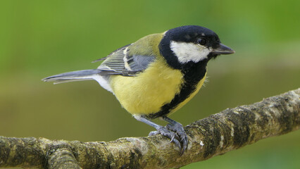 Great Tit sitting on a branch in a wood in the UK