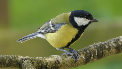 Great Tit sitting on a branch in a wood in the UK