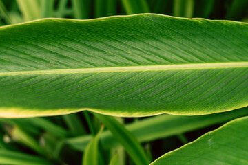 Zielone naturalne piękne tło roślinne, deseń liści.