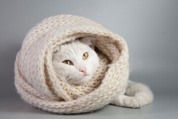 Beautiful white cat wrapped in a knitted scarf
