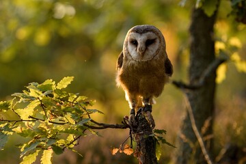 Barn Owl sitting on a branch