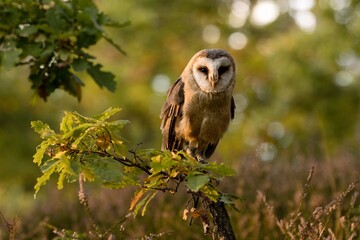 Barn Owl sitting on a branch