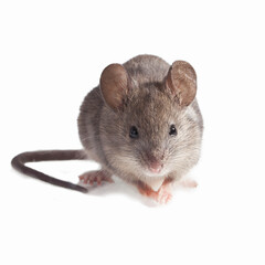 Gray mouse, shot close up against a light background