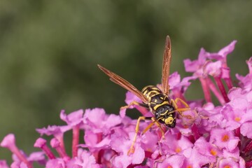 Polistes nimpha on a flower