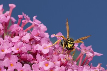Polistes nimpha on a flower
