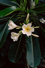Naturalne roślinne tło, białe kwiaty na tle zielonych liści. - obrazy, fototapety, plakaty
