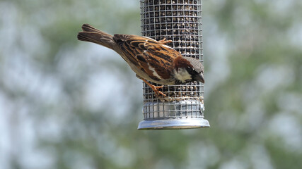 House Sparrow feeding at a seed feeder at bird table in UK