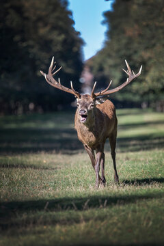 Rutting deer