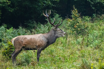 Naklejka na ściany i meble The Red Deer (Cervus elaphus) stag during the rutting season. The Bieszczady Mts, carpathians, Poland.