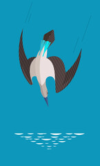 Blue-footed boobies attack