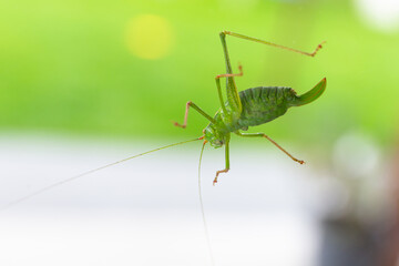 Green grasshopper sitting on tree window