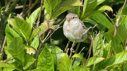 House Sparrow sitting in hedge in UK