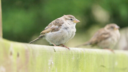 House Sparrow sitting on fence