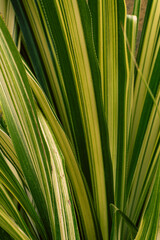 Naturalne zielone tropikalne tło, liście rośliny egzotycznej.